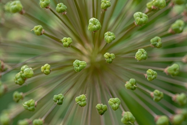 Picture of FLOWER PATTERN-SCHREINER IRIS GARDENS-SALEM-OREGON