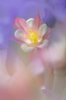 Picture of SOFT FOCUS COLUMBINE FLOWER-SALEM-OREGON