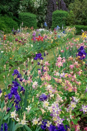 Picture of COLUMBINE AND IRIS GARDEN-SCHREINER IRIS GARDENS-SALEM-OREGON