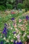 Picture of COLUMBINE AND IRIS GARDEN-SCHREINER IRIS GARDENS-SALEM-OREGON