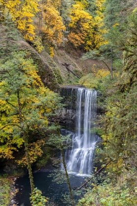 Picture of USA-OREGON-SILVER FALLS STATE PARK LOWER SOUTH FALLS WATERFALL LANDSCAPE