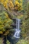 Picture of USA-OREGON-SILVER FALLS STATE PARK LOWER SOUTH FALLS WATERFALL LANDSCAPE