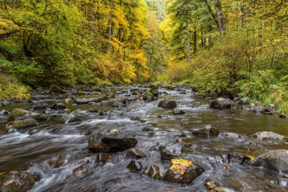 Picture of USA-OREGON-SILVER FALLS STATE PARK RIVER RAPIDS AND FOREST IN AUTUMN