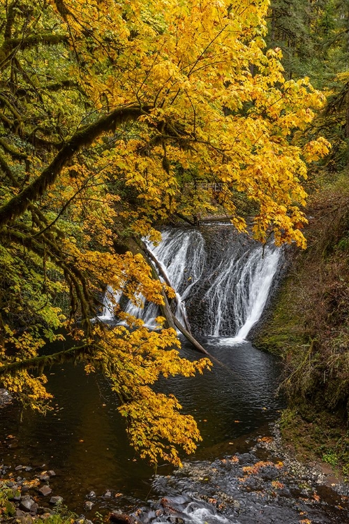 Picture of USA-OREGON-SILVER FALLS STATE PARK LOWER SOUTH FALLS WATERFALL LANDSCAPE