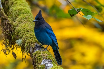 Picture of USA-OREGON-SILVER FALLS STATE PARK STELLERS JAY ON BRANCH