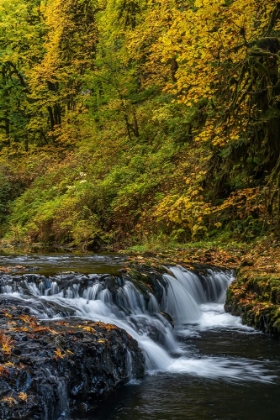 Picture of USA-OREGON-SILVER FALLS STATE PARK WATERFALLS AND FOREST IN AUTUMN