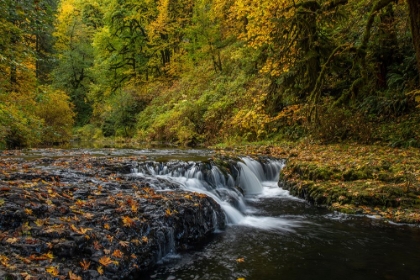 Picture of USA-OREGON-SILVER FALLS STATE PARK WATERFALLS AND FOREST IN AUTUMN