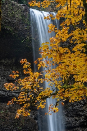 Picture of USA-OREGON-SILVER FALLS STATE PARK TALL WATERFALL AND FOREST IN AUTUMN
