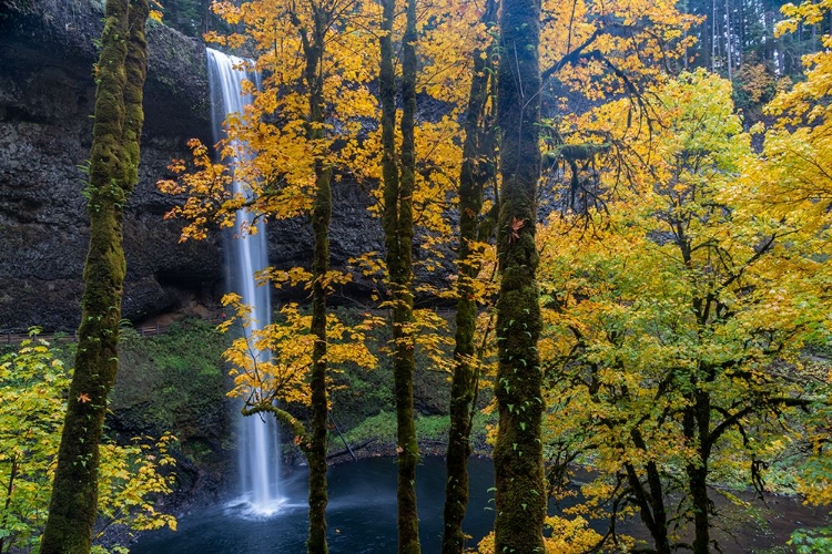 Picture of USA-OREGON-SILVER FALLS STATE PARK TALL WATERFALL AND FOREST IN AUTUMN