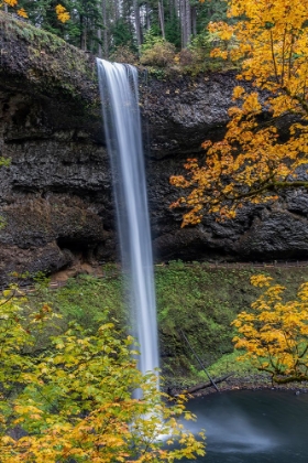 Picture of USA-OREGON-SILVER FALLS STATE PARK TALL WATERFALL AND FOREST IN AUTUMN