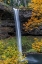 Picture of USA-OREGON-SILVER FALLS STATE PARK TALL WATERFALL AND FOREST IN AUTUMN
