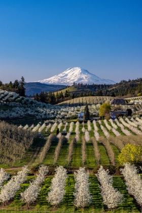 Picture of FRUIT ORCHARDS IN FULL BLOOM WITH MOUNT ADAMS IN HOOD RIVER-OREGON-USA