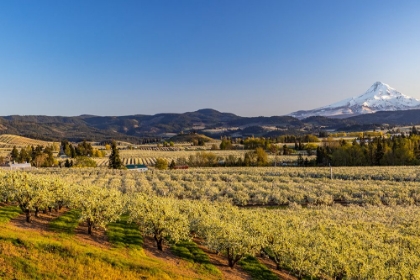 Picture of FRUIT ORCHARDS IN FULL BLOOM WITH MOUNT HOOD IN HOOD RIVER-OREGON-USA