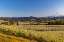 Picture of FRUIT ORCHARDS IN FULL BLOOM WITH MOUNT HOOD IN HOOD RIVER-OREGON-USA