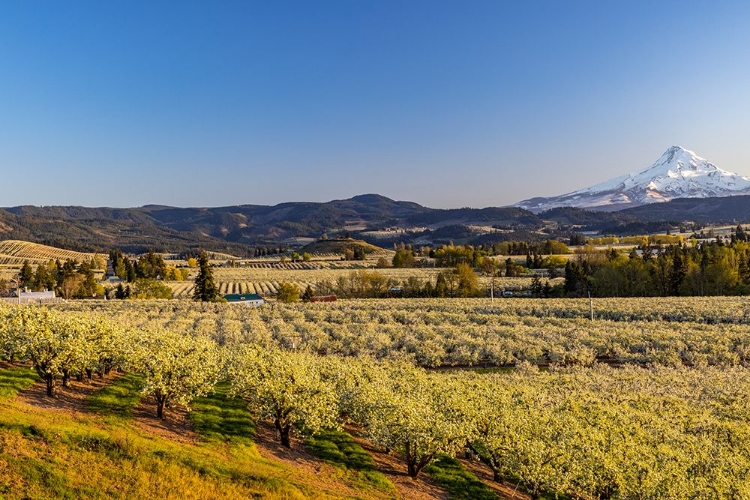 Picture of FRUIT ORCHARDS IN FULL BLOOM WITH MOUNT HOOD IN HOOD RIVER-OREGON-USA