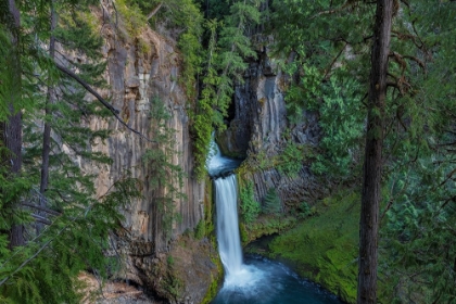 Picture of TOKETEE FALLS RUNS OVER BASALT COLUMNS IN THE UMPQUA NATIONAL FOREST-OREGON-USA