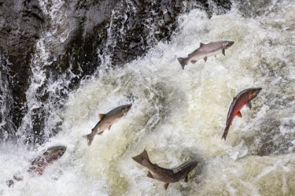 Picture of SPAWNING COHO SALMON SWIMMING UPSTREAM ON THE NEHALEM RIVER IN THE TILLAMOOK STATE FOREST-OREGON-USA