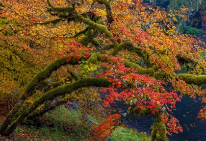 Picture of COLORFUL AUTUMN MAPLES ALONG HUMBUG CREEK IN CLATSOP COUNTY-OREGON-USA