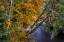 Picture of COLORFUL AUTUMN MAPLES ALONG HUMBUG CREEK IN CLATSOP COUNTY-OREGON-USA