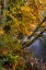 Picture of COLORFUL AUTUMN MAPLES ALONG HUMBUG CREEK IN CLATSOP COUNTY-OREGON-USA
