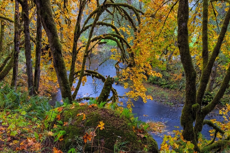 Picture of COLORFUL AUTUMN MAPLES ALONG HUMBUG CREEK IN CLATSOP COUNTY-OREGON-USA