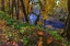 Picture of COLORFUL AUTUMN MAPLES ALONG HUMBUG CREEK IN CLATSOP COUNTY-OREGON-USA