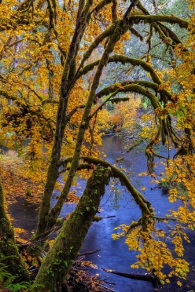 Picture of COLORFUL AUTUMN MAPLES ALONG HUMBUG CREEK IN CLATSOP COUNTY-OREGON-USA