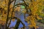 Picture of COLORFUL AUTUMN MAPLES ALONG HUMBUG CREEK IN CLATSOP COUNTY-OREGON-USA