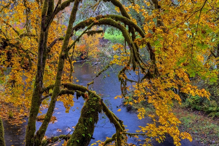 Picture of COLORFUL AUTUMN MAPLES ALONG HUMBUG CREEK IN CLATSOP COUNTY-OREGON-USA