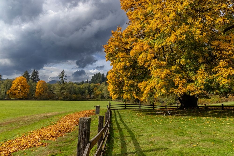 Picture of MAPLE TREE AND FENCE AT JEWELL MEADOWS WILDLIFE AREA NEAR JEWELL-OREGON-USA
