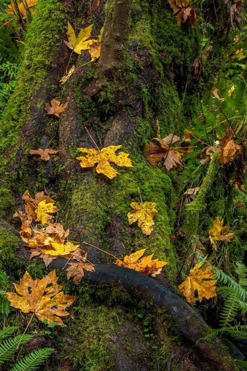 Picture of BIGTOOTH MAPLE LEAVES IN AUTUMN ALONG MUNSON CREEK NEAR TILLAMOOK-OREGON-USA