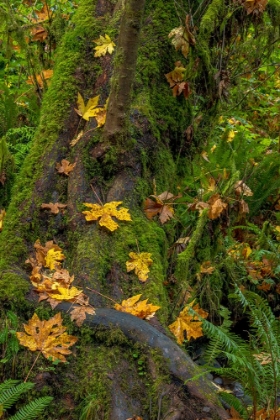 Picture of BIGTOOTH MAPLE LEAVES IN AUTUMN ALONG MUNSON CREEK NEAR TILLAMOOK-OREGON-USA
