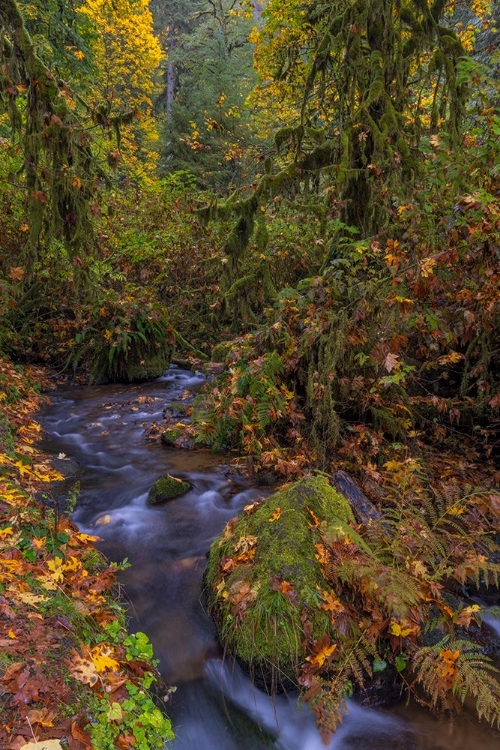 Picture of MUNSON CREEK FALLS STATE NATURAL SITE IN AUTUMN NEAR TILLAMOOK-OREGON-USA