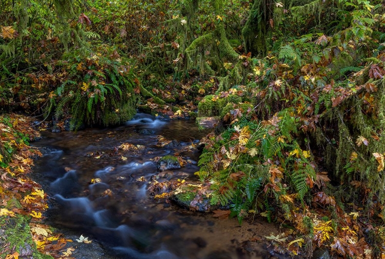 Picture of MUNSON CREEK FALLS STATE NATURAL SITE IN AUTUMN NEAR TILLAMOOK-OREGON-USA