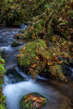 Picture of MUNSON CREEK FALLS STATE NATURAL SITE IN AUTUMN NEAR TILLAMOOK-OREGON-USA