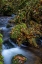 Picture of MUNSON CREEK FALLS STATE NATURAL SITE IN AUTUMN NEAR TILLAMOOK-OREGON-USA