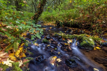 Picture of MUNSON CREEK FALLS STATE NATURAL SITE IN AUTUMN NEAR TILLAMOOK-OREGON-USA