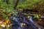 Picture of MUNSON CREEK FALLS STATE NATURAL SITE IN AUTUMN NEAR TILLAMOOK-OREGON-USA