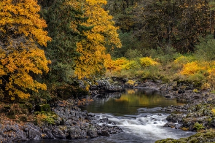 Picture of FALL COLOR ALONG THE NEHALEM RIVER IN THE TILLAMOOK STATE FOREST-OREGON-USA