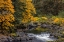 Picture of FALL COLOR ALONG THE NEHALEM RIVER IN THE TILLAMOOK STATE FOREST-OREGON-USA