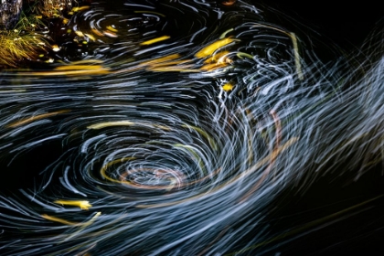 Picture of EDDY FORMS SWIRLING PATTERNS IN THE NEHALEM RIVER IN AUTUMN IN THE TILLAMOOK STATE FOREST-OREGON-USA