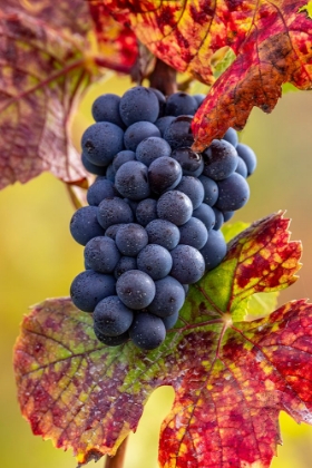 Picture of MATURE PINOT NOIR GRAPES ON THE VINE AT YAMHILL VALLEY VINEYARDS NEAR MCMINNVILLE-OREGON-USA