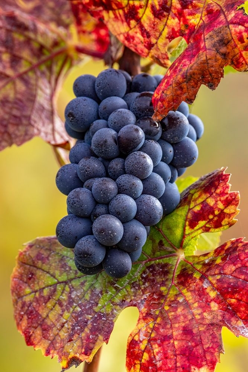 Picture of MATURE PINOT NOIR GRAPES ON THE VINE AT YAMHILL VALLEY VINEYARDS NEAR MCMINNVILLE-OREGON-USA