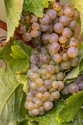Picture of MATURE RIESLING GRAPES ON THE VINE AT YAMHILL VALLEY VINEYARDS NEAR MCMINNVILLE-OREGON-USA