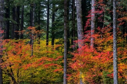 Picture of VINE MAPLE TREES IN AUTUMN AT SILVER FALLS STATE PARK NEAR SILVERTON-OREGON-USA