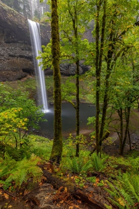 Picture of SOUTH FALLS AT SILVER FALLS STATE PARK NEAR SUBLIMITY-OREGON-USA