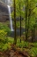 Picture of SOUTH FALLS AT SILVER FALLS STATE PARK NEAR SUBLIMITY-OREGON-USA