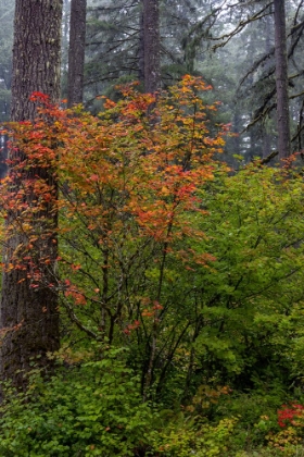 Picture of VINE MAPLE IN AUTUMN HUES AT SILVER FALLS STATE PARK NEAR SUBLIMITY-OREGON-USA