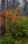 Picture of VINE MAPLE IN AUTUMN HUES AT SILVER FALLS STATE PARK NEAR SUBLIMITY-OREGON-USA