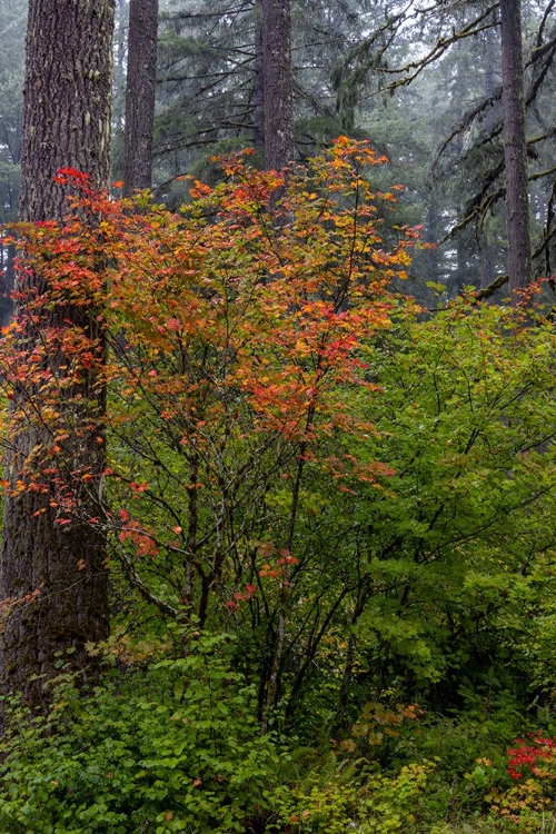 Picture of VINE MAPLE IN AUTUMN HUES AT SILVER FALLS STATE PARK NEAR SUBLIMITY-OREGON-USA